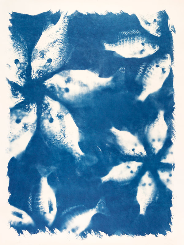 bluegill sunfish cyanotype print